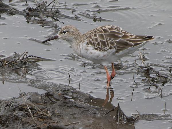 <h3><a href="/trips/tanzania/biota/animalia/chordata/aves/024 charadriiformes/015 scolopacidae/philomachus pugnax/philomachus pugnax-nl.html">Philomachus&nbsp;pugnax</a> / Ruff / Kemphaan</h3>OM-1 Mark II met OLYMPUS M.150-400mm F4.5, 1/2000 sec  bij F4.5, ISO 1000, afstand 23.5&nbsp;m